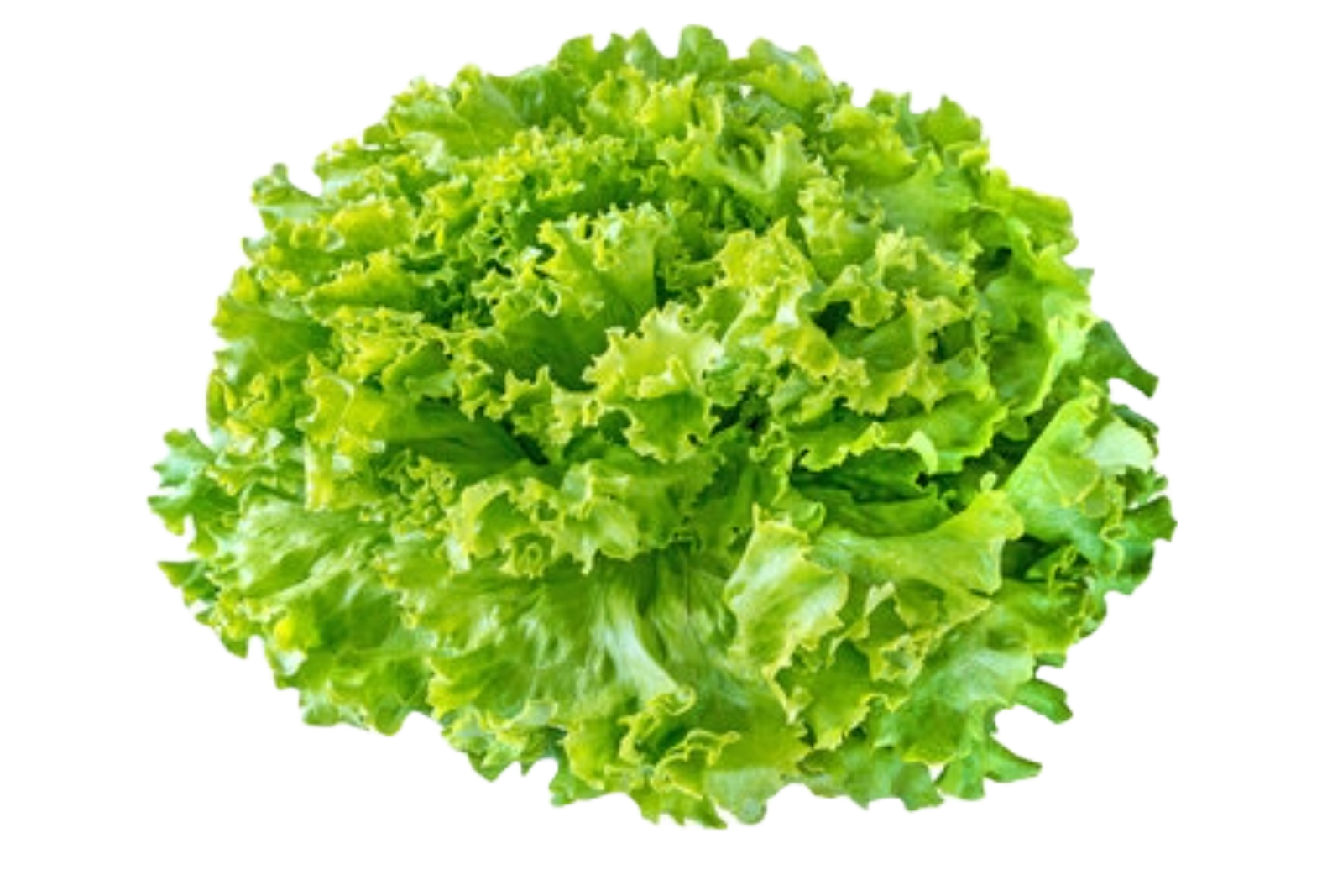 Salade Batavia