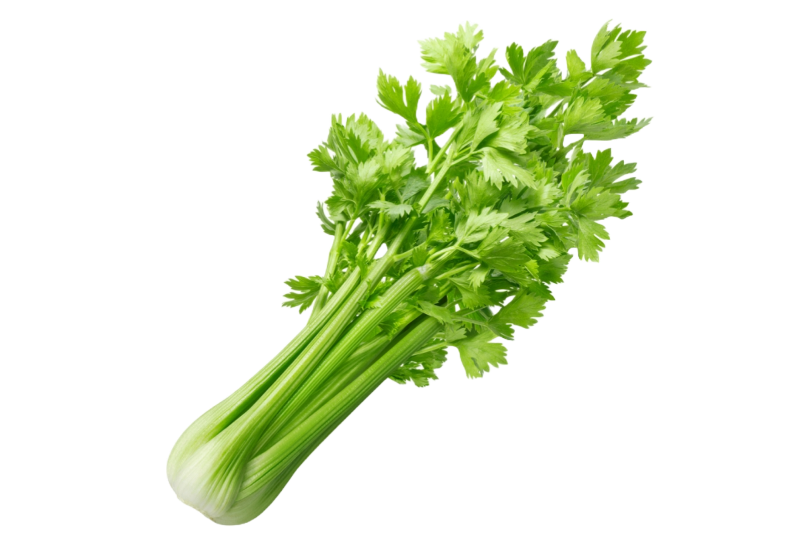 Céleri