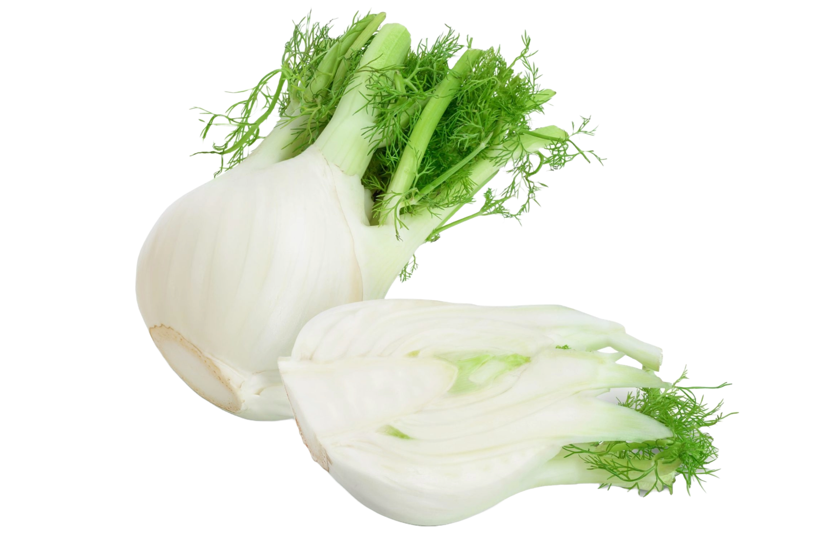 Fenouil